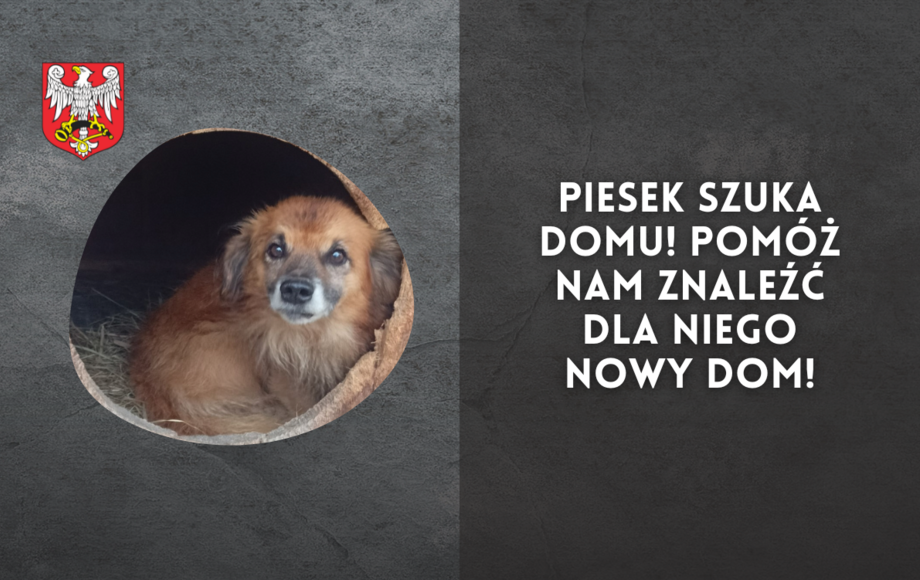 Piesek szuka domu Pomóż nam znaleźć dla niego nowy dom Portal