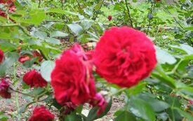 DSCN3870