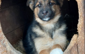 pp