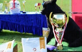 Pies siedzi na podium z pucharem