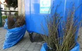 DSCN3136