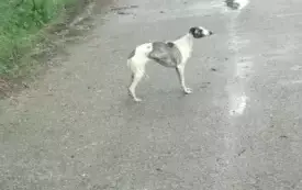 1000025290