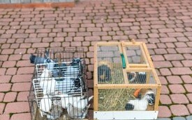 na zdjęciu świnki morskie i gołębie