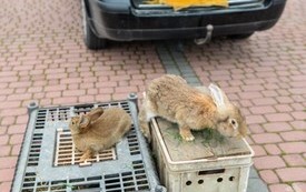 na klatkach dwa rude kr&oacute;liki