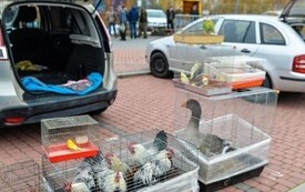 na zdjęciu koguty, gęś i kolorowe papugi