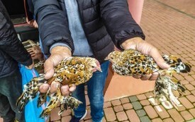 na zdjęciu dwa kolorowe ptaki, kt&oacute;re trzyma mężczyzna w dłoniach
