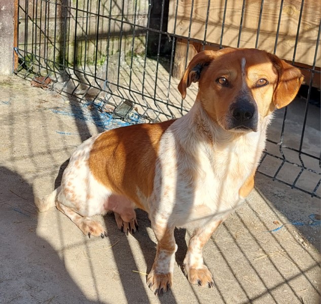 Piesek do adopcji