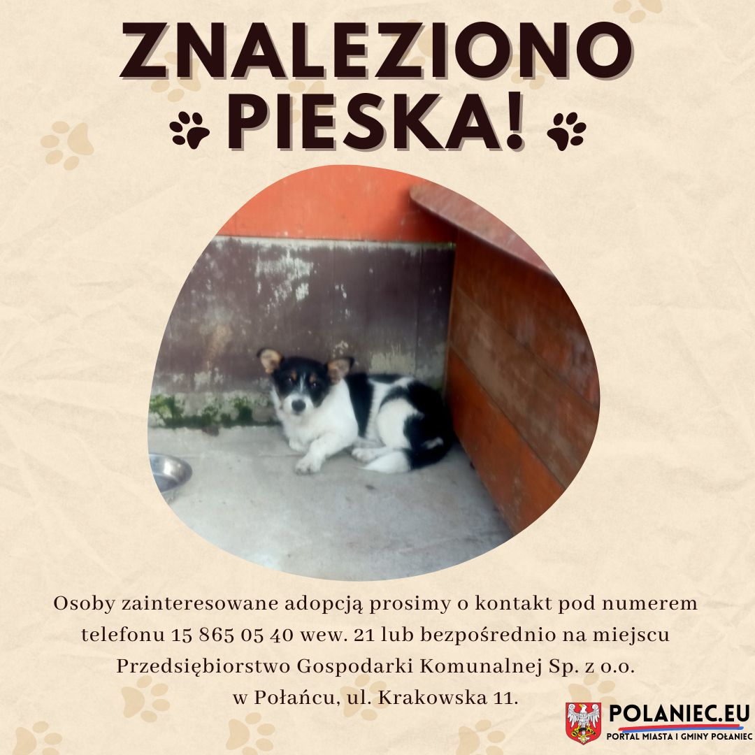 Piesek czarna biały w&nbsp;kojcu. Osoby zainteresowane adopcją prosimy o&nbsp;kontakt pod numerem telefonu 15 865 05 40 wew. 21 lub&nbsp;bezpośrednio na&nbsp;miejscu - Przedsiębiorstwo Gospodarki Komunalnej Sp. z&nbsp;o.o. w&nbsp;Połańcu, ul. Krakowska 11.