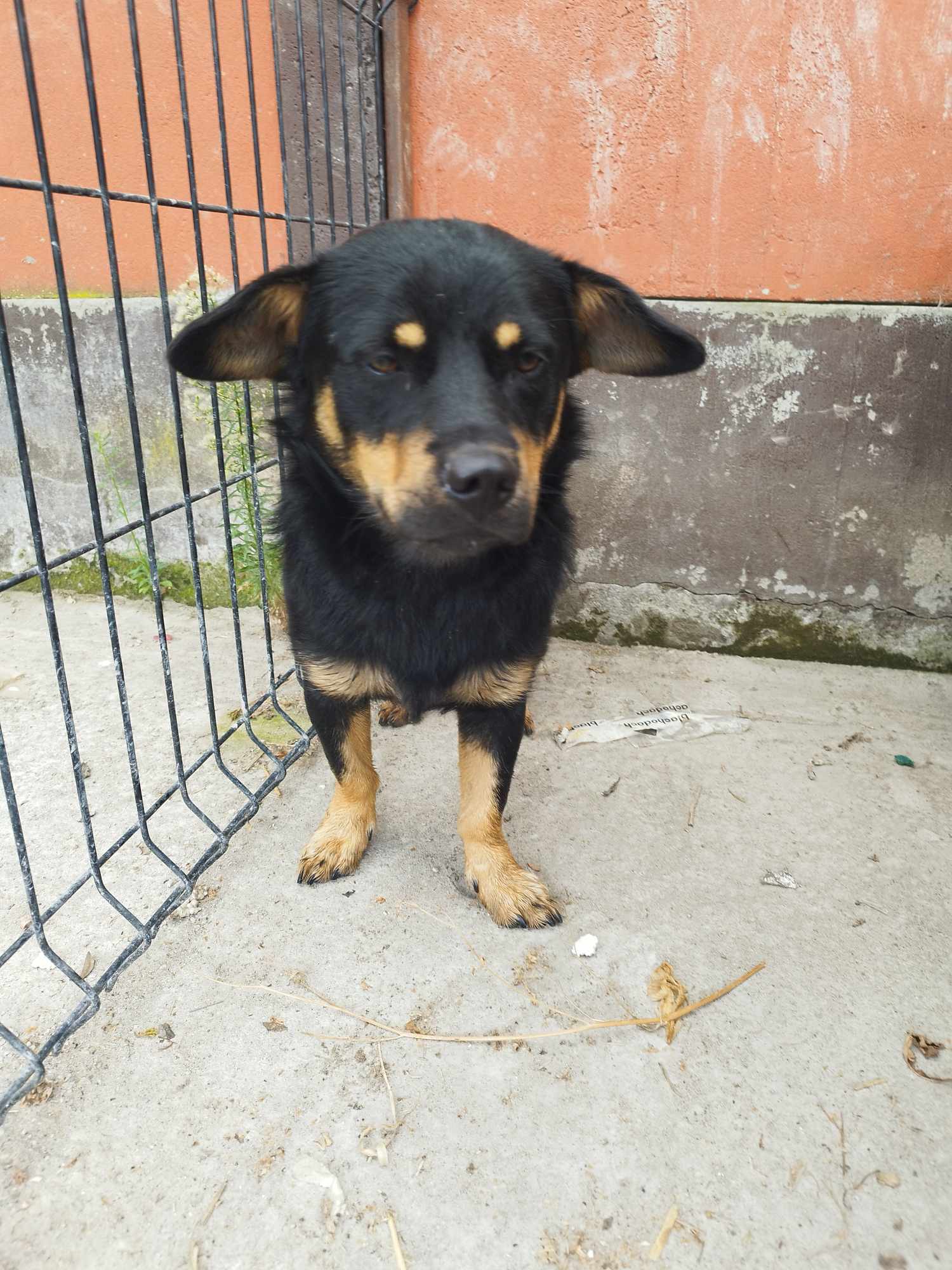 Piesek do adopcji