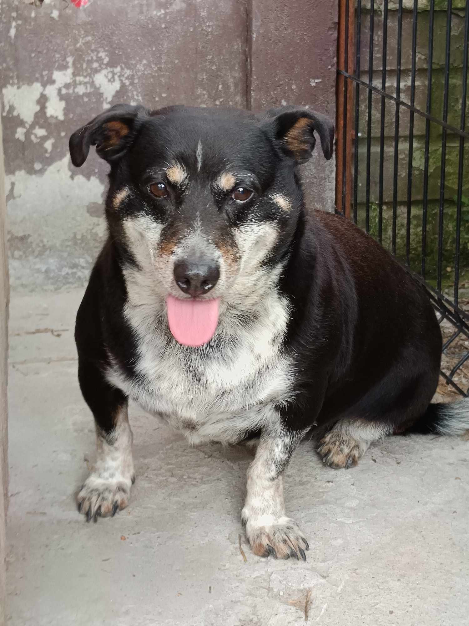 Piesek do adopcji