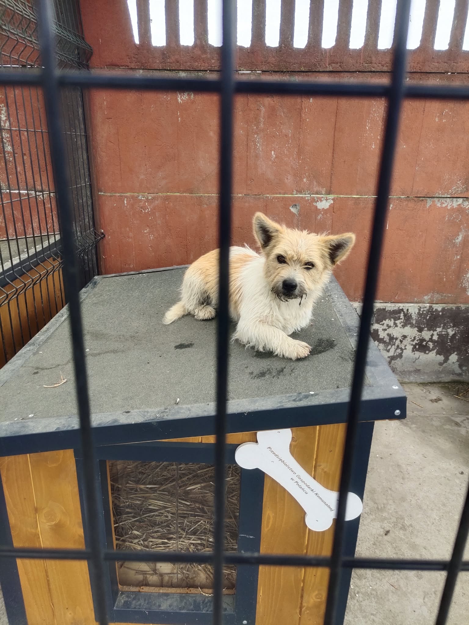 na zdjęciu widoczny piesek w&nbsp;jasnym kolorze