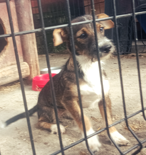 Piesek do adopcji