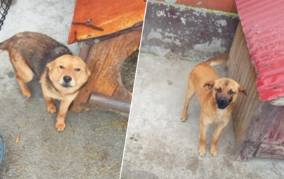 Zdjęcie do Przyjazne pieski czekają na adopcję