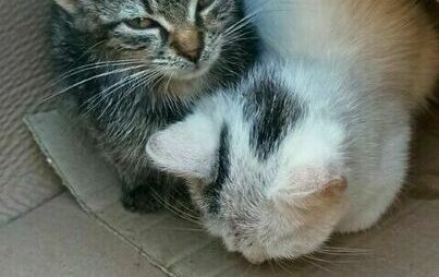 Zdjęcie do Ogłoszenie od mieszkańca &ndash; koty do adopcji