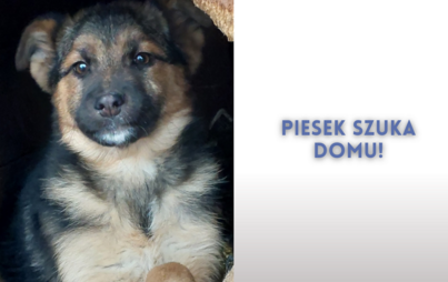 Zdjęcie do Piesek szuka domu!