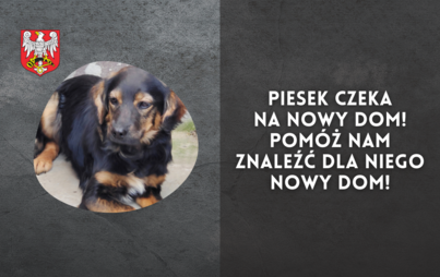 Zdjęcie do Piesek czeka na nowy dom! Pom&oacute;ż nam znaleźć dla niego nowy dom!