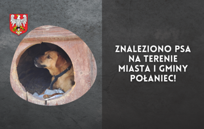 Zdjęcie do Znaleziono psa na terenie Miasta i Gminy Połaniec!