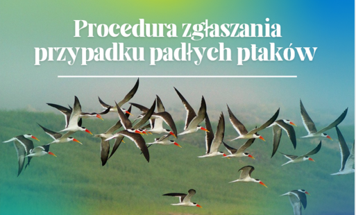 Zdjęcie do  Procedura zgłaszania przypadku padłych ptak&oacute;w