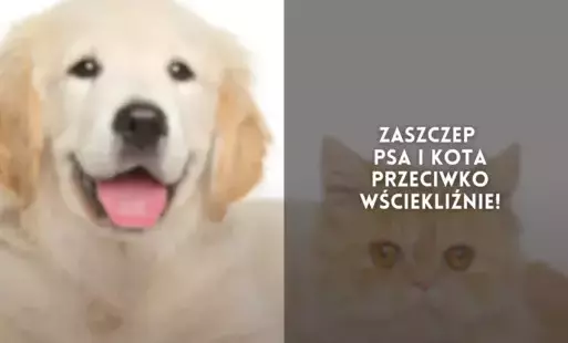 Zdjęcie do Zaszczep psa i kota przeciwko wściekliźnie!