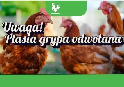 ptasia grypa