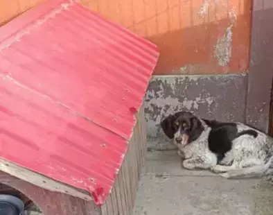 Zdjęcie do Pies szuka nowego domu