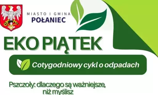Zdjęcie do   Pszczoły: dlaczego są ważniejsze, niż myślisz