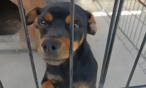 Zdjęcie do Szukamy domu dla pieska!