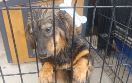 Zdjęcie do Piesek szuka właściciela lub nowego domu!