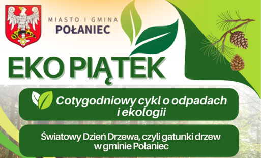 Zdjęcie do Światowy Dzień Drzewa, czyli gatunki drzew w gminie Połaniec